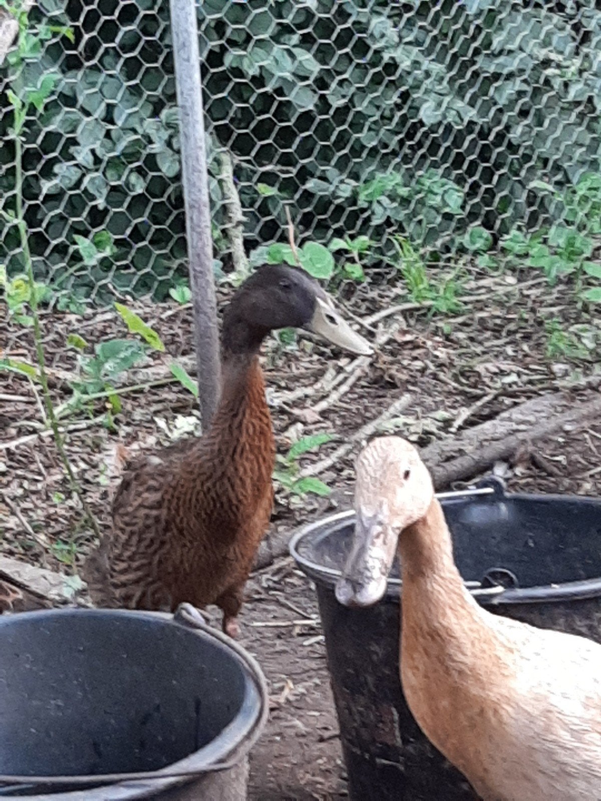 Prachtige loopeenden, Dieren en Toebehoren, Pluimvee, Meerdere dieren, Eend