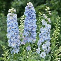 Delphinium ridderspoor, vaste plant, sierplant, Tuin en Terras, Ophalen, Vaste plant, Overige soorten, Volle zon
