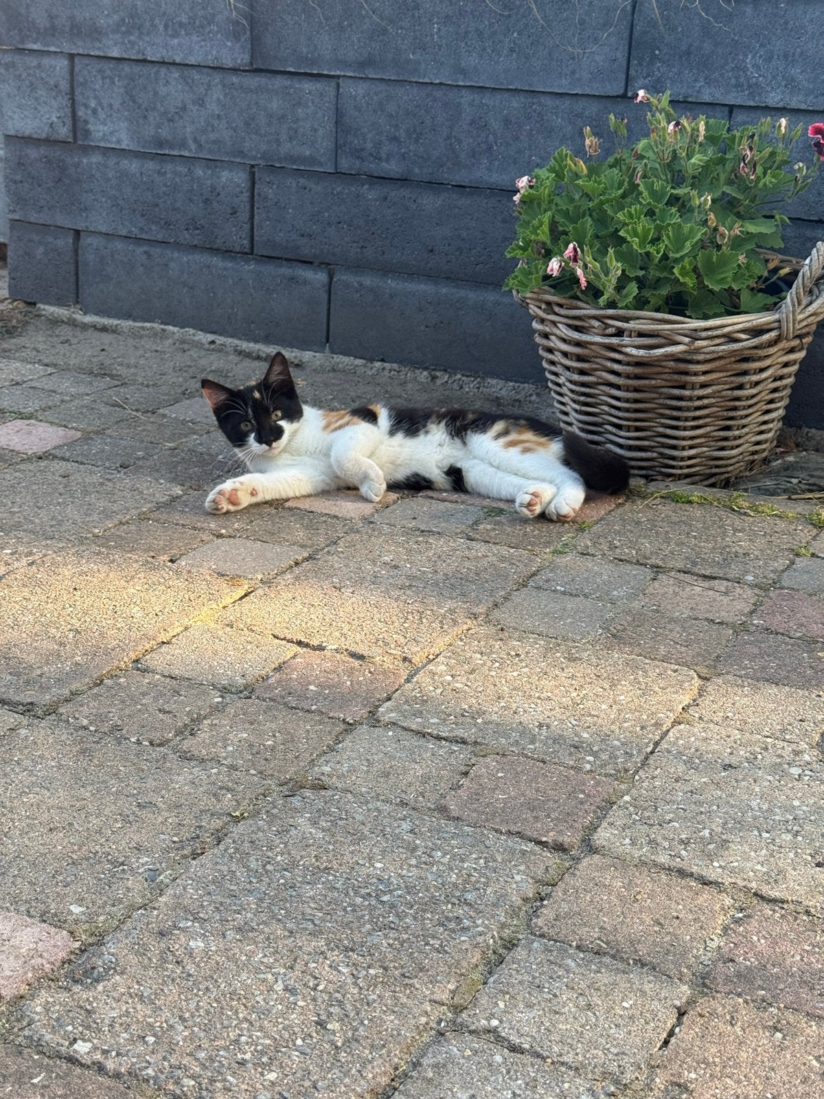 Twee kittens te koop!, Dieren en Toebehoren, Katten en Kittens | Overige Katten, Meerdere dieren, Kortharig, 0 tot 2 jaar