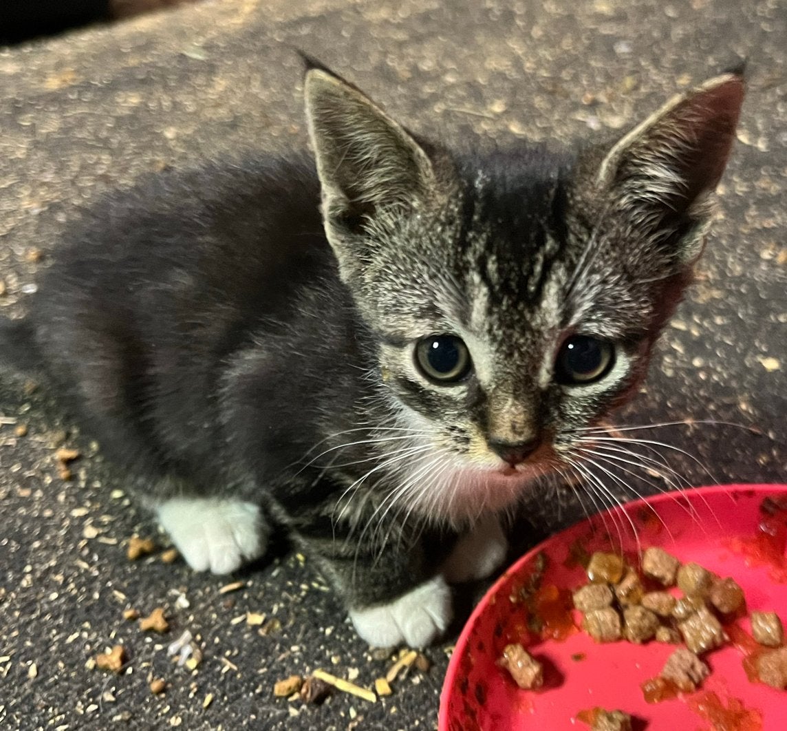 Kittens te koop, Dieren en Toebehoren, Meerdere dieren, Kortharig, 0 tot 2 jaar