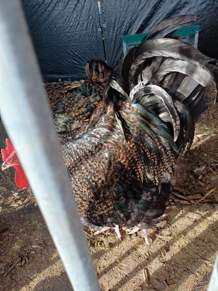 Mooie zwarte orpington haan te koop, Dieren en Toebehoren, Pluimvee, Kip, Mannelijk