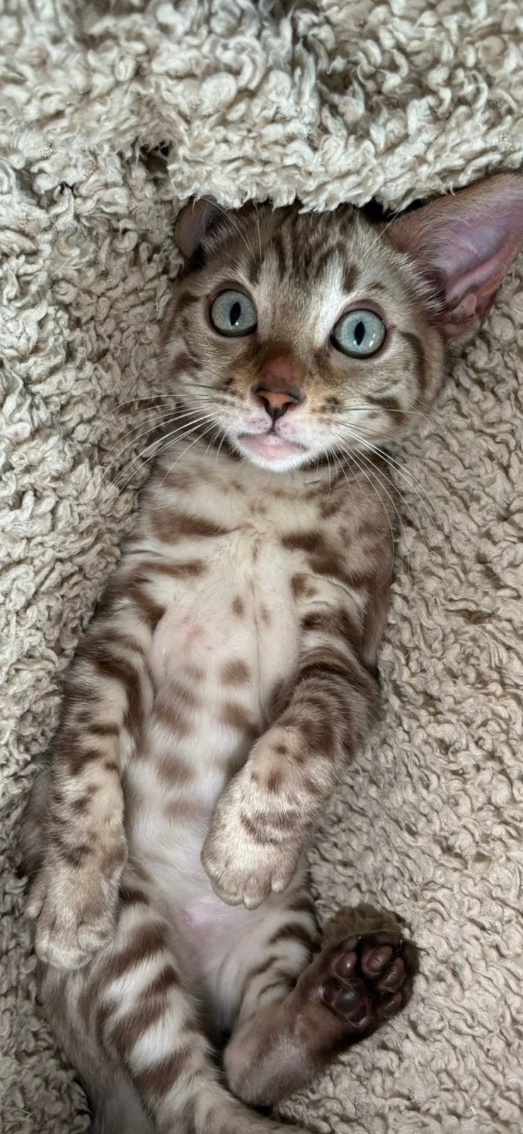 Prachtige Snow Mink Snow Septa Bengal Kittens met stamboom, Meerdere dieren, Met stamboom, 0 tot 2 jaar