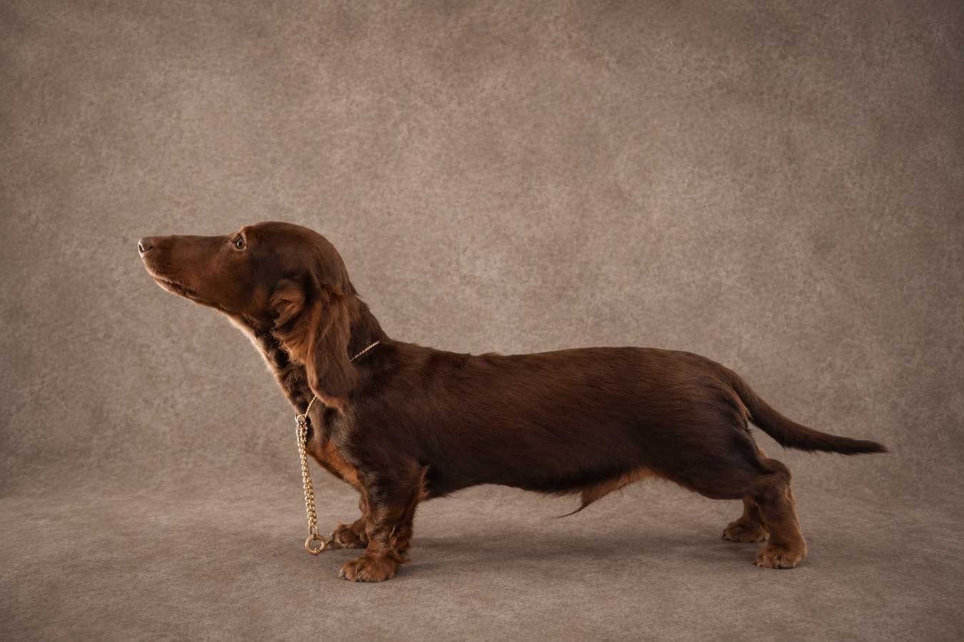 💙🐾Choco Tan Teckel🐾💙, Dieren en Toebehoren, Honden | Teckels en Dashonden, Parvo, Standaard, 15 weken tot 1 jaar, Reu