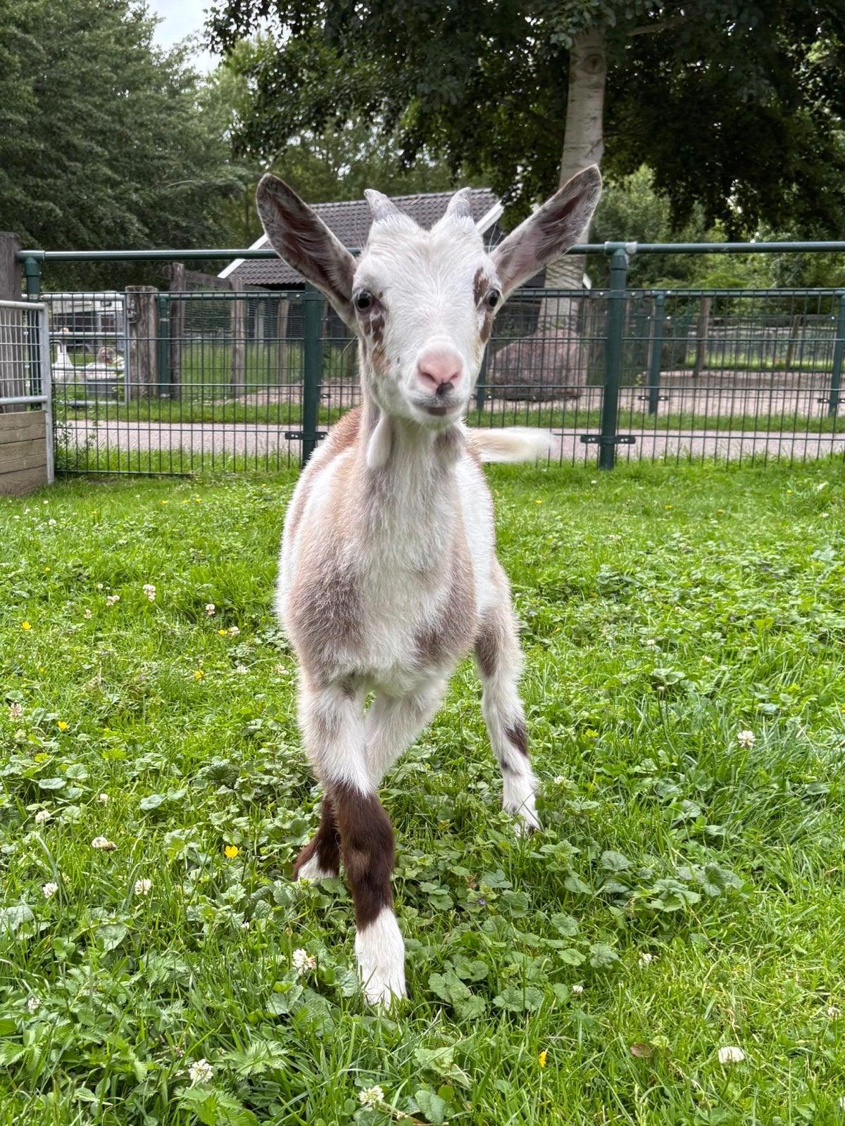 Jonge melkgeiten te koop, Dieren en Toebehoren, Schapen, Geiten en Varkens, Meerdere dieren, Schaap