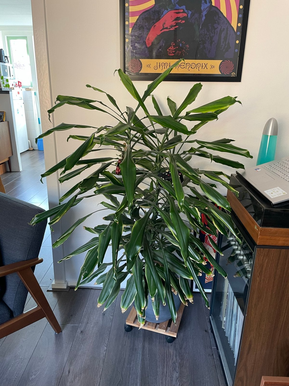 Grote Dracaena plant in pot, Huis en Inrichting, Ophalen, Overige soorten, Halfschaduw, In pot