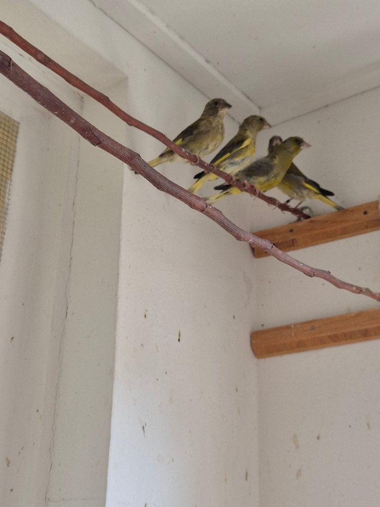 Groenlingen, Meerdere dieren, Wildzangvogel, Geringd