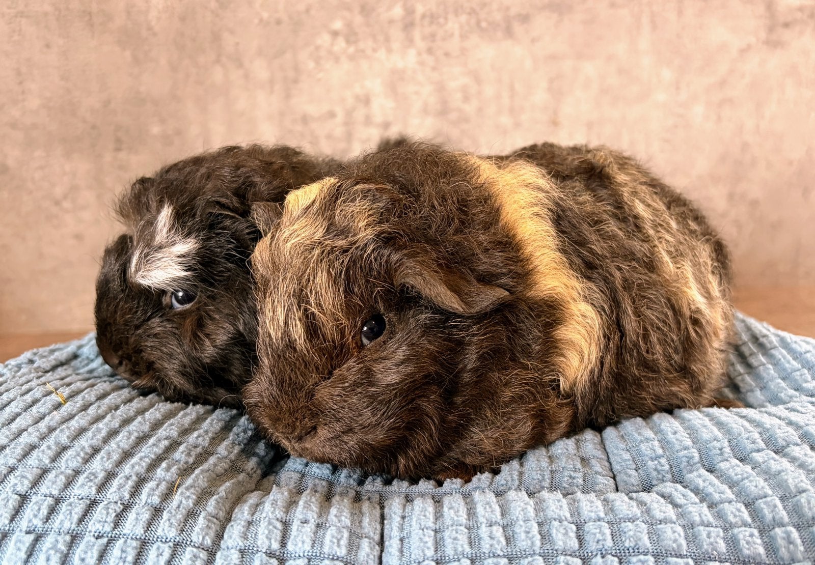 2 CH Teddy Beertjes  van 6 weken oud., Cavia, Mannelijk, Mei, Tam