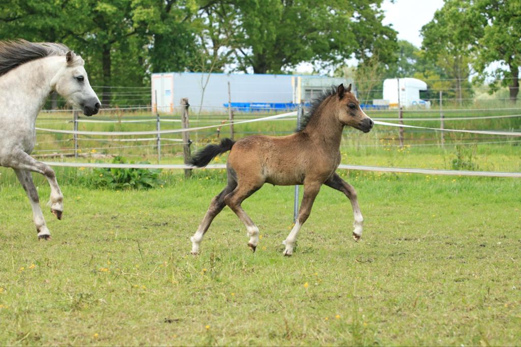 Welsh secie A jaarling merrie en hengst veulen secie A, Merrie, Minder dan 160 cm, Met stamboom, 0 tot 2 jaar
