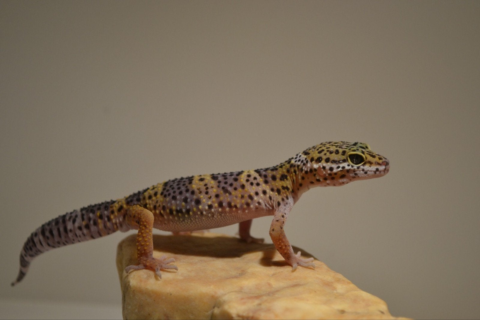 Luipaardgekko nakweek te koop!, Hagedis, Tam, 0 tot 2 jaar