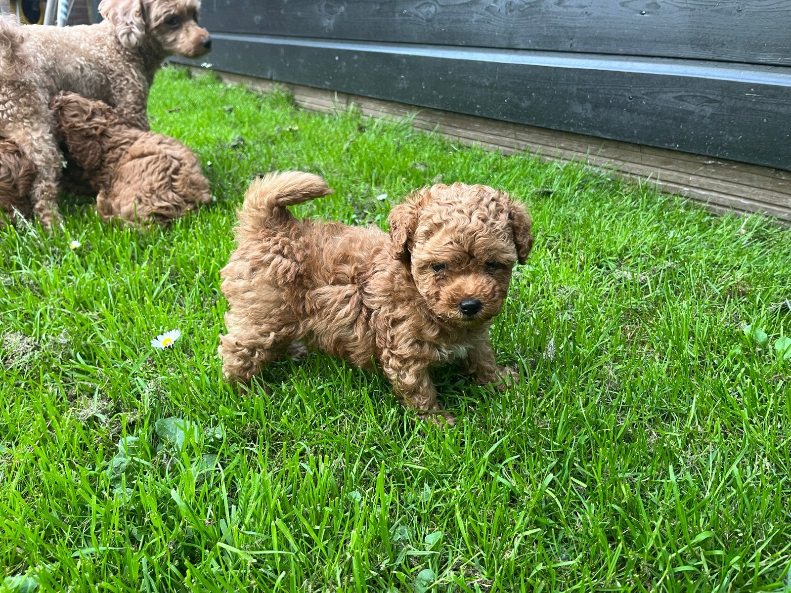Toy poedeltje, Dieren en Toebehoren, Honden | Niet-rashonden, Meerdere dieren, Eén hond, Klein, Nederland