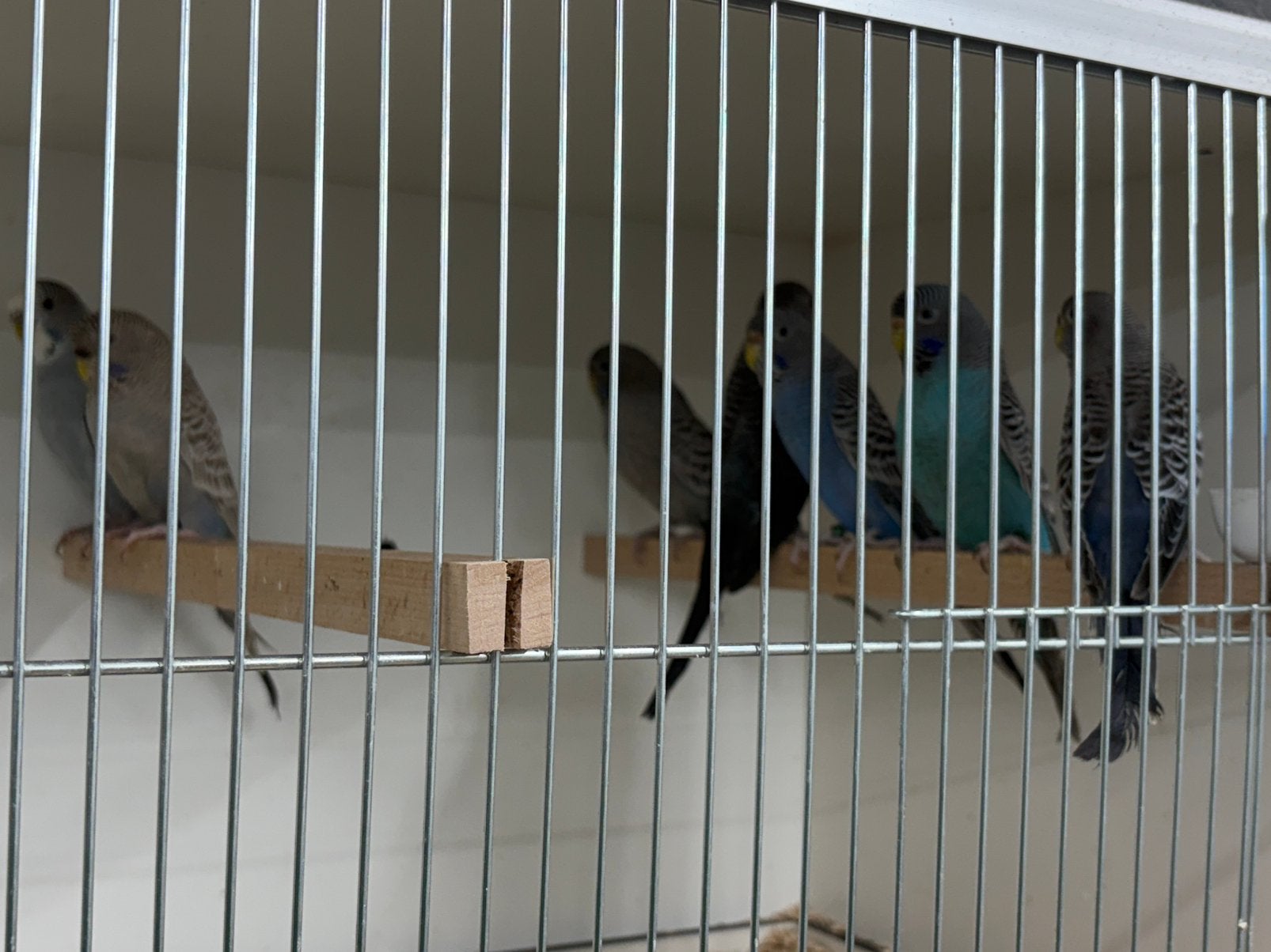 Grasparkieten bfxsplit bf diverse koppels te maken, Meerdere dieren, Parkiet, Geringd