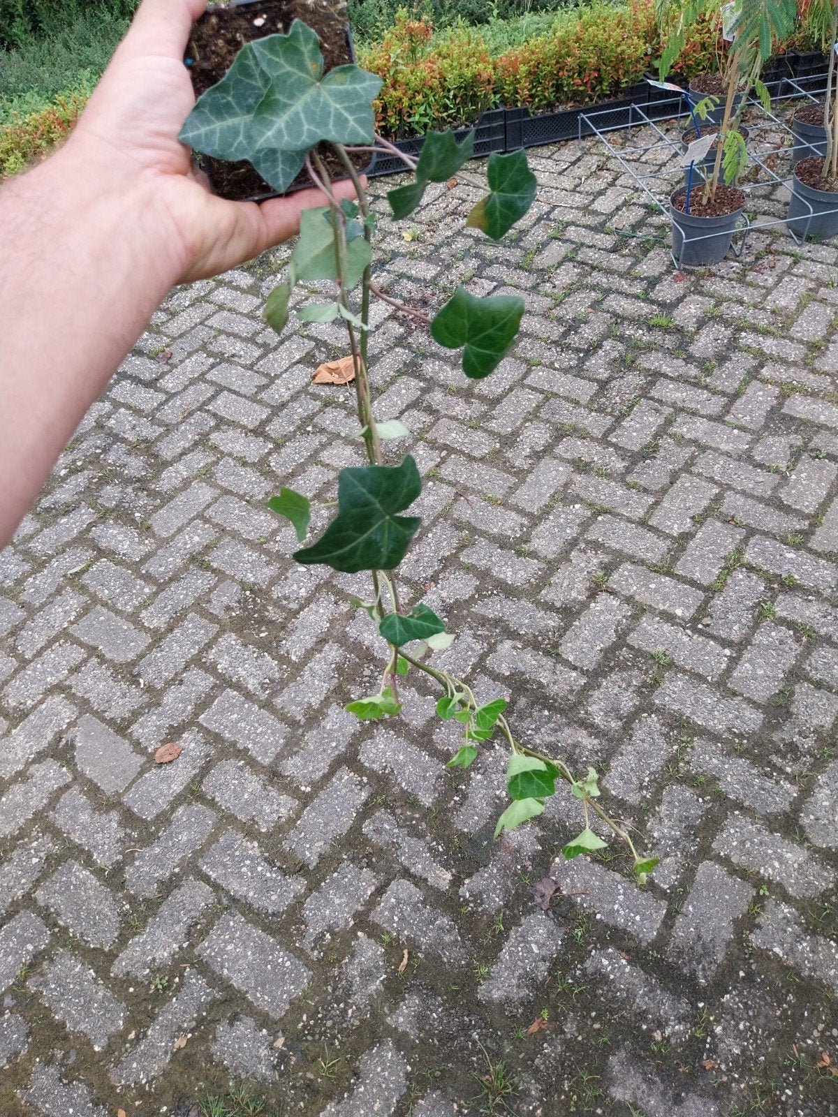 Hedera hibernica - Ierse klimop, Tuin en Terras, Ophalen, Vaste plant, Bloeit niet, Halfschaduw