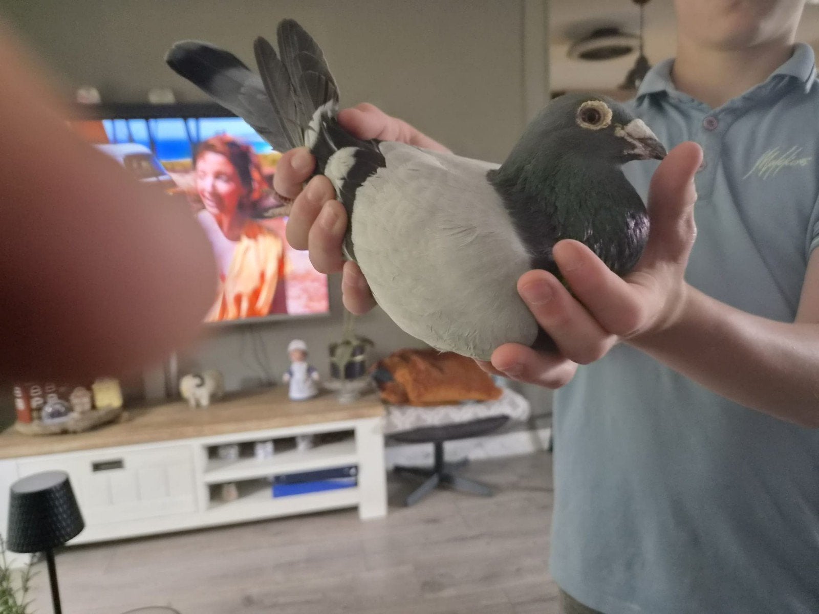 Mooie willembuurstra duif, Dieren en Toebehoren, Vogels | Duiven, Vrouwelijk, Postduif