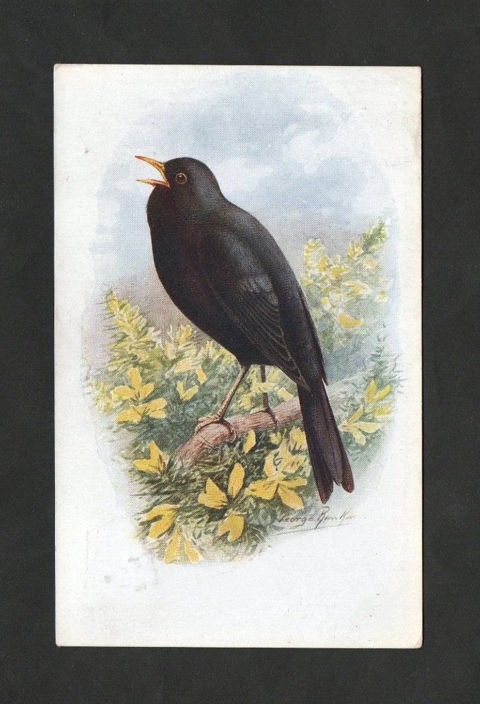 Zingende Merel Turdus Merula Zangvogel., Ophalen of Verzenden, 1920 tot 1940, Gelopen, Vogel