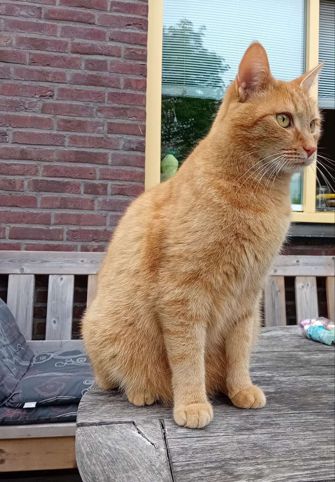 Wie heeft binky gezien