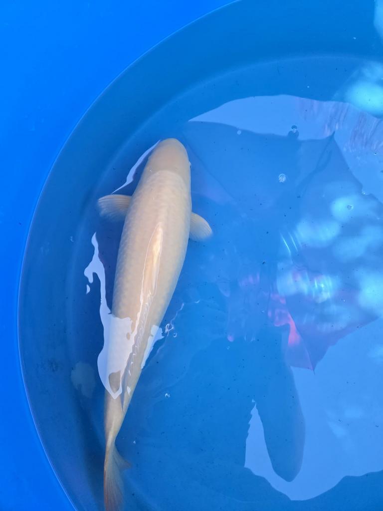 Karashigoi, Dieren en Toebehoren, Vissen | Vijvervissen, Karper of Koi
