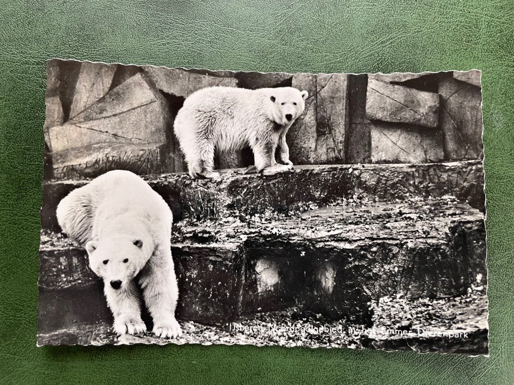 ansichtkaart van Dierenpark Emmen, Noordpoolgebied, ijsberen, Verzenden, 1960 tot 1980, Overige soorten