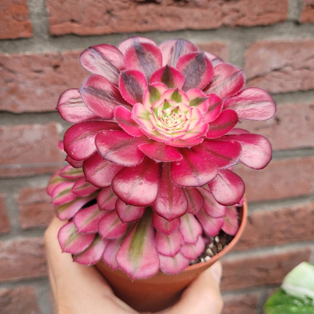 Aeonium vetplantje, Ophalen of Verzenden, Halfschaduw, Minder dan 100 cm