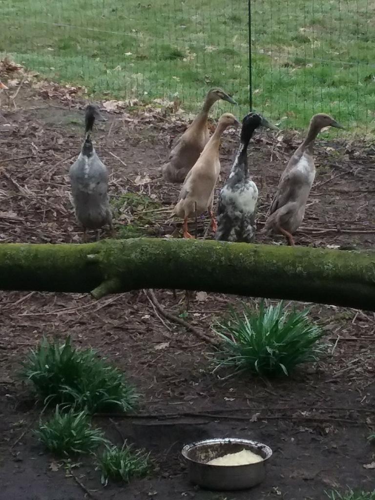 Broedeieren loopeenden, Dieren en Toebehoren, Pluimvee, Geslacht onbekend, Eend