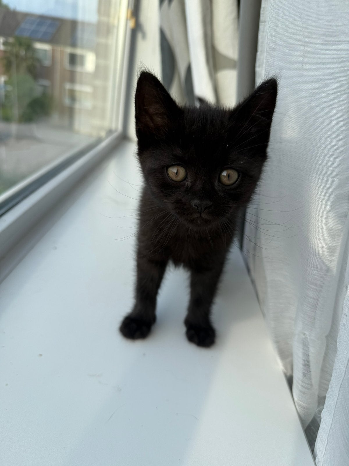 Brits Korthaar kitten te koop – gezond, speels & sociaal, Kater, Kortharig, 0 tot 2 jaar