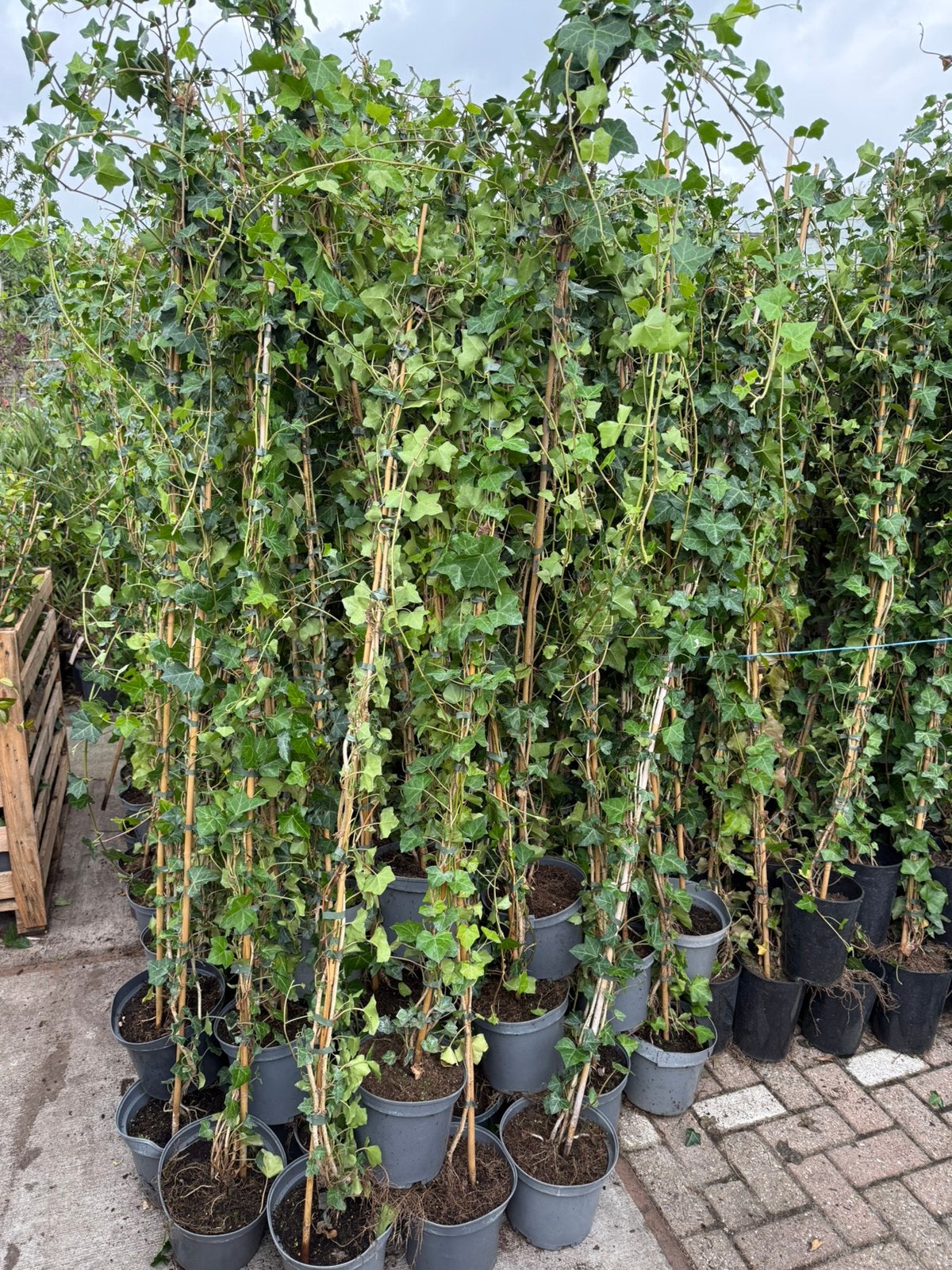 Hedera super plant goed vertakt grote partij 5 lt prijs 4,95, Tuin en Terras, Ophalen, Bloeit niet, Vaste plant, Klimplanten