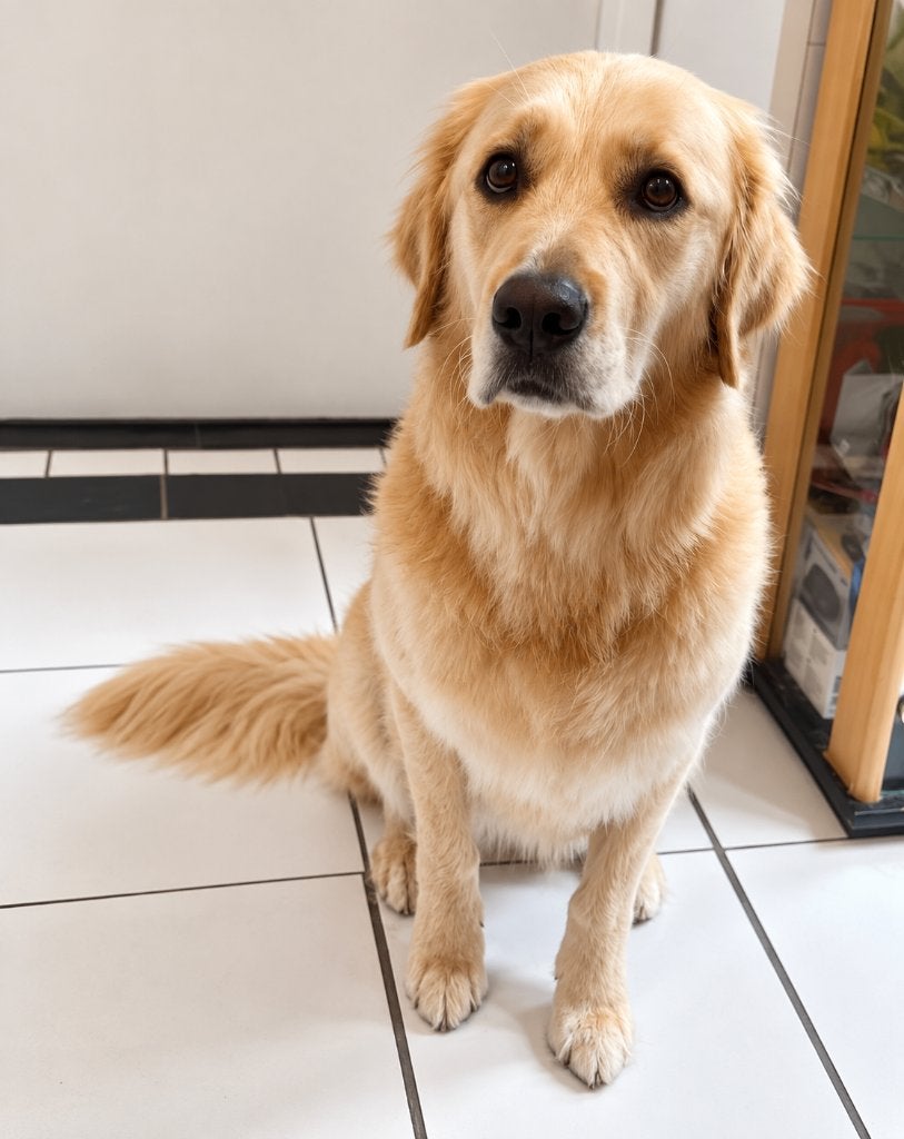 Zelf je hond leren trimmen? 1-op-1 cursus bij Vachtgezond, Training of Cursus
