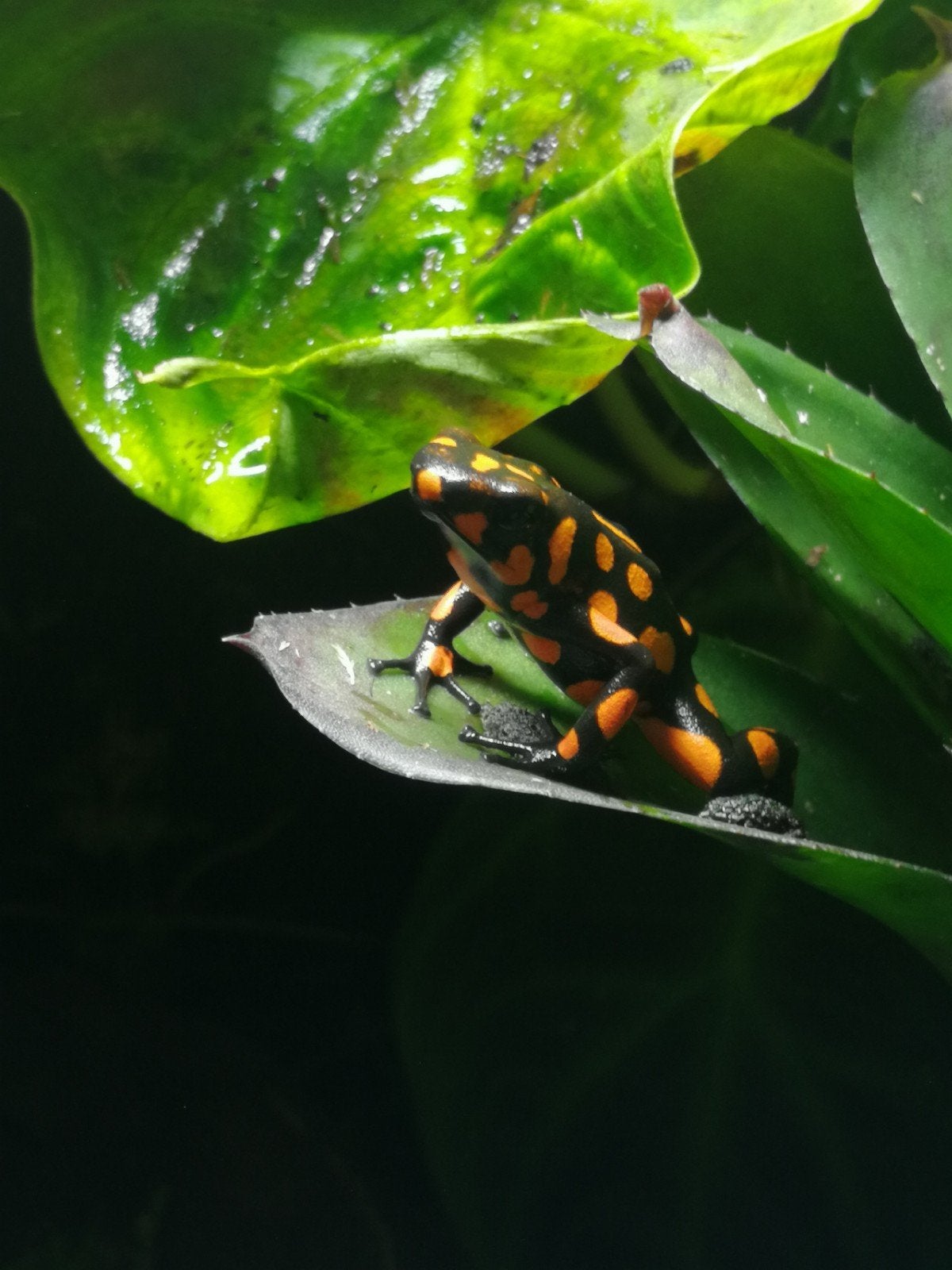 gifkikkers Frog photo 3