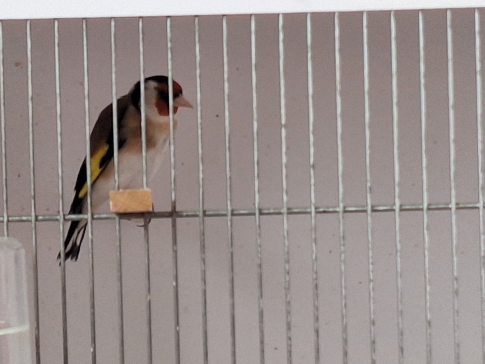 Te koop vogels en kooien, Dieren en Toebehoren, Meerdere dieren, Geringd
