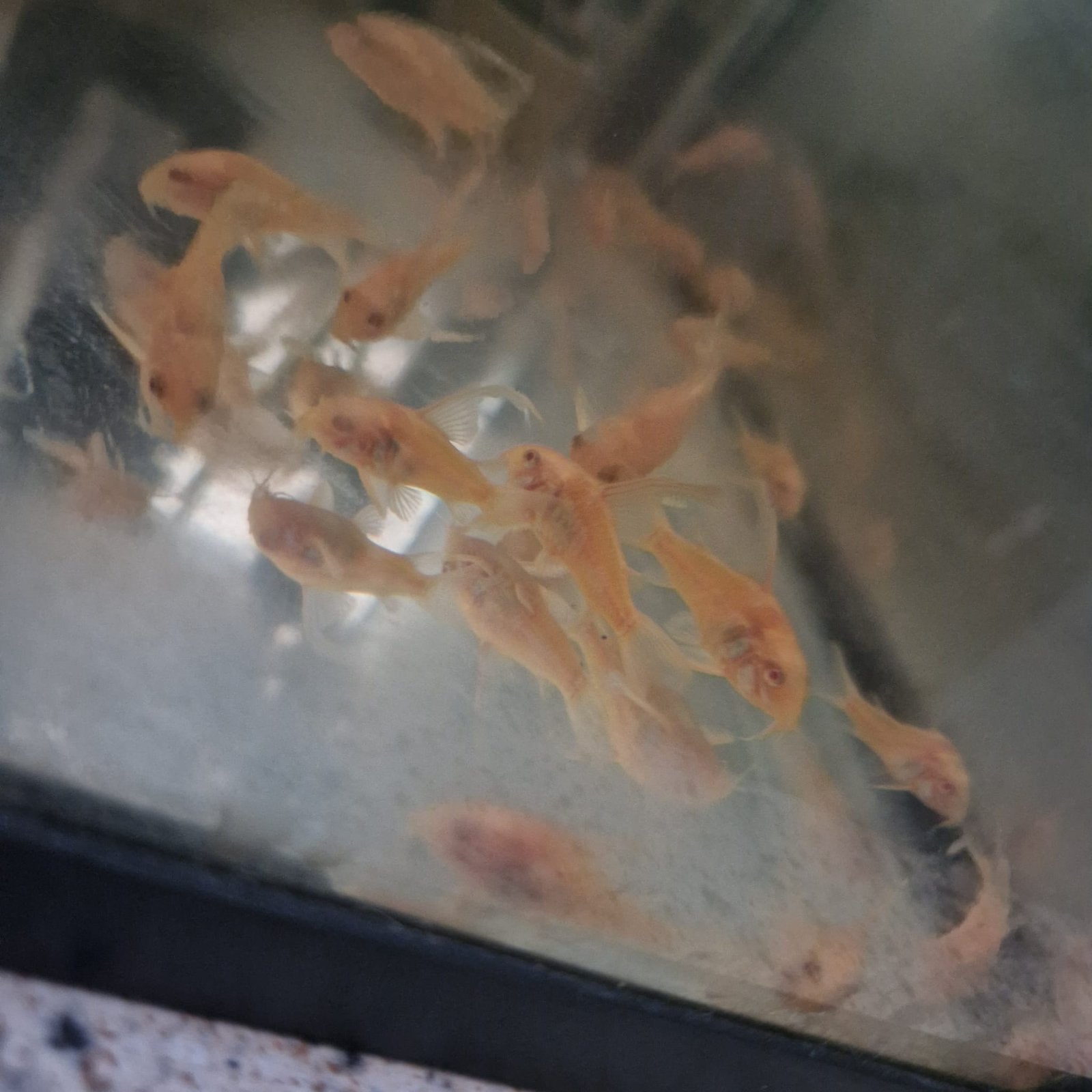 Corydoras Albino Paleatus Longfin - € 7,95 per stuk, Ophalen, Zo goed als nieuw