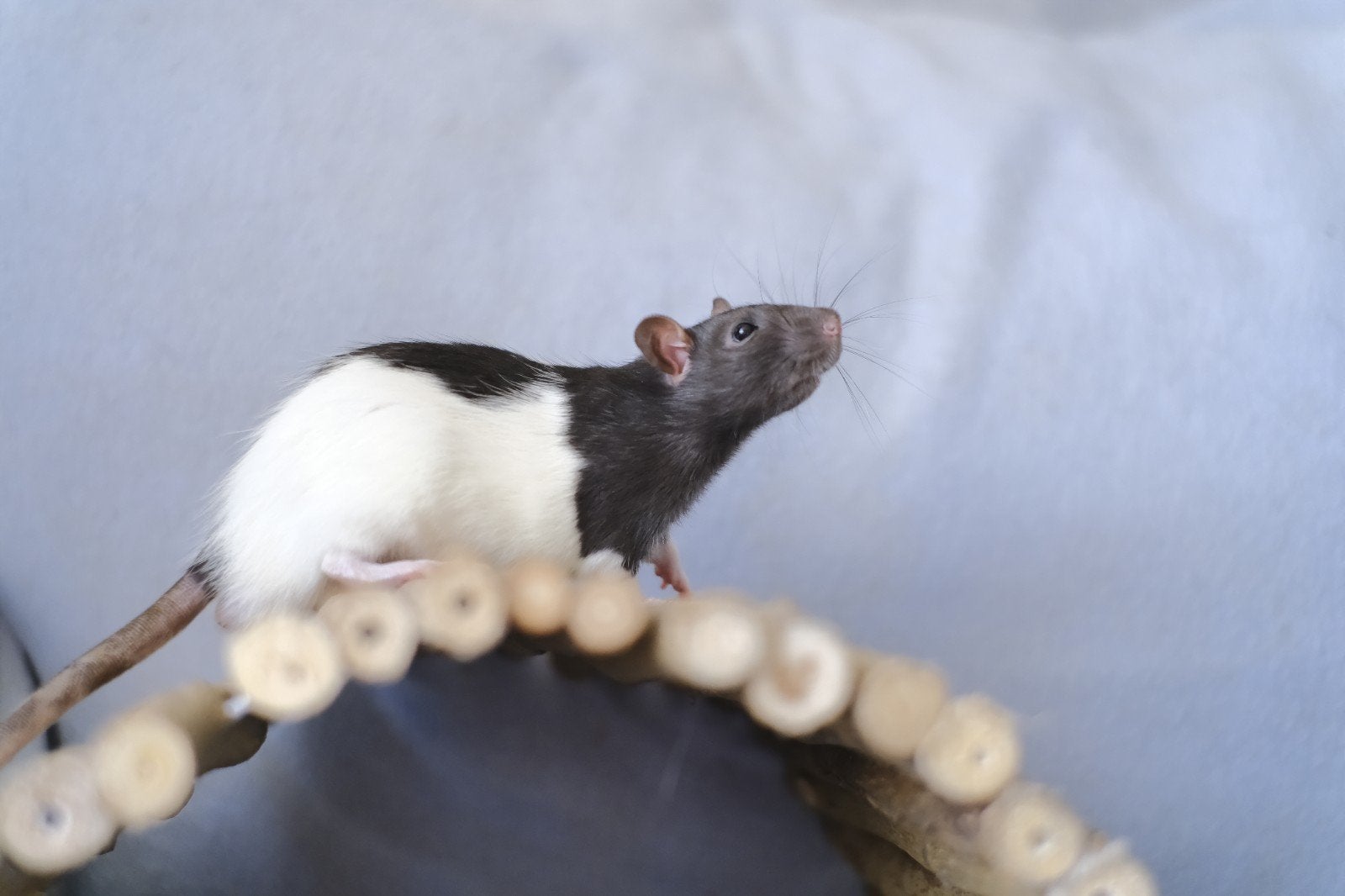 tamme rat mees, Dieren en Toebehoren, Knaagdieren, Januari, Mannelijk, Rat