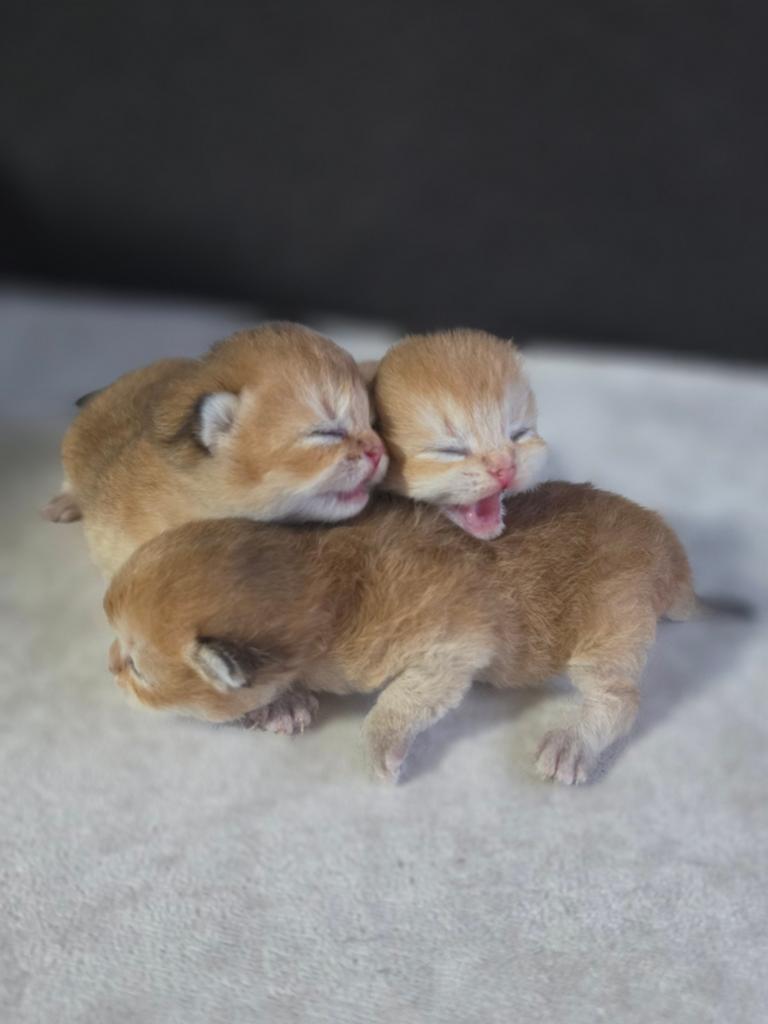 Britse Korthaar Kitten  Golden (Shaded), Dieren en Toebehoren, Katten en Kittens | Raskatten | Korthaar, Poes, Met stamboom, 0 tot 2 jaar
