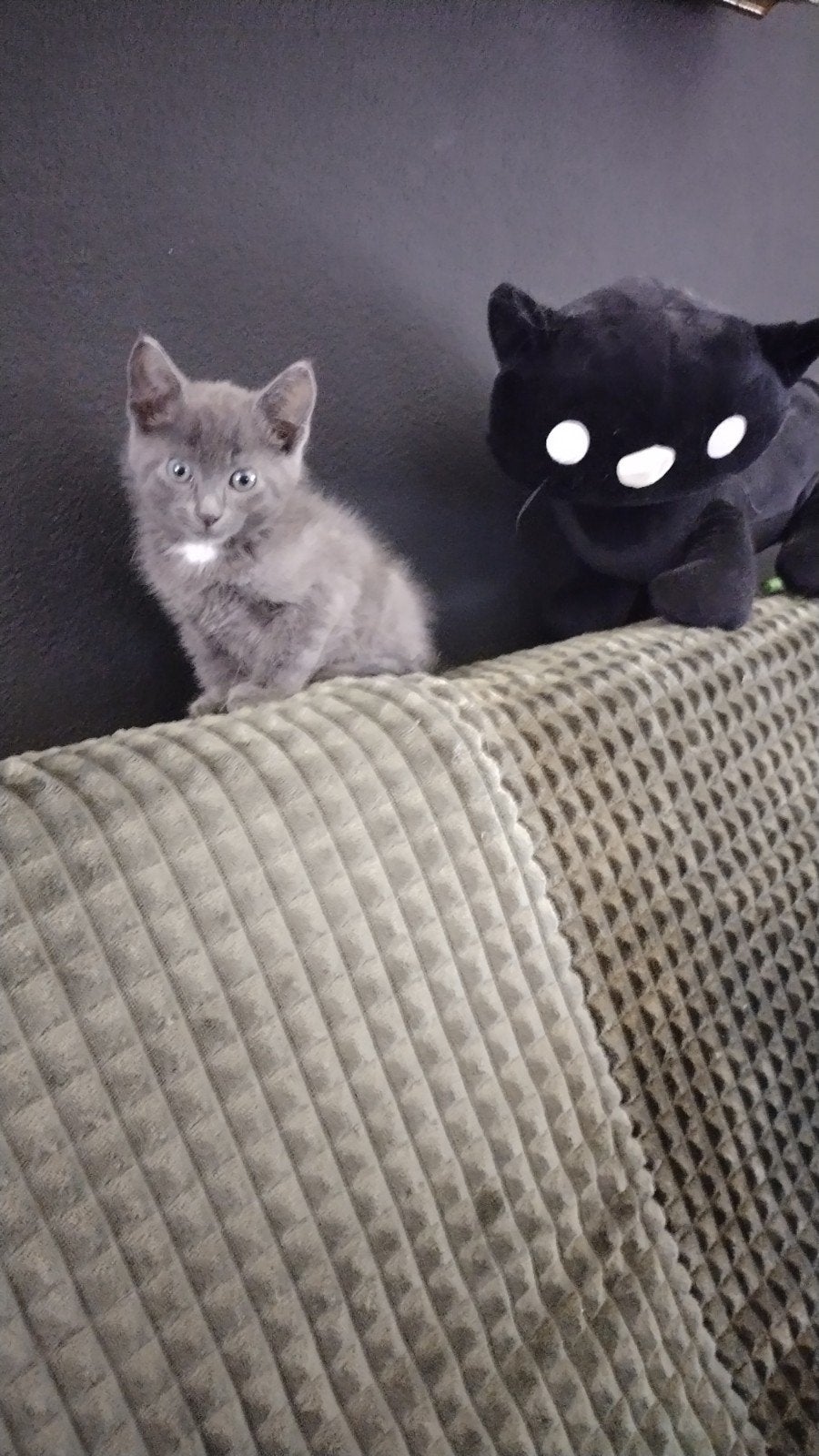 Grijze kitten te koop aangeboden van 9 weken oud., Dieren en Toebehoren, Katten en Kittens | Overige Katten, Kater, Kortharig