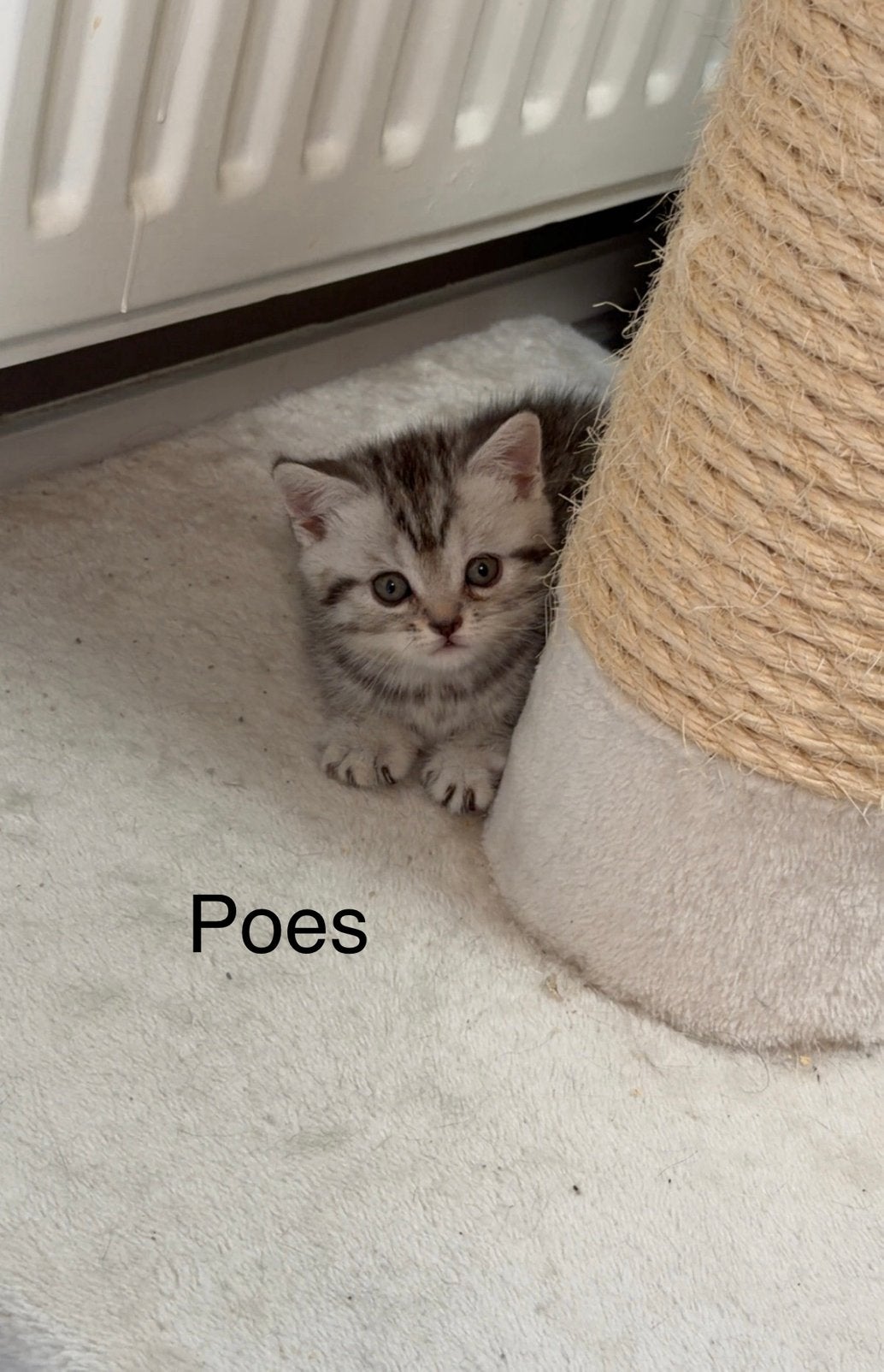 Foto 4 van Raszuivere britse korthaar kittens (exclusive kleuren)