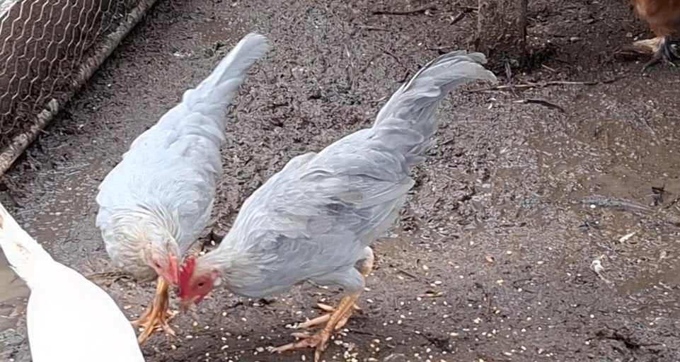 leghorn isabel patrijs koppel, Meerdere dieren, Kip