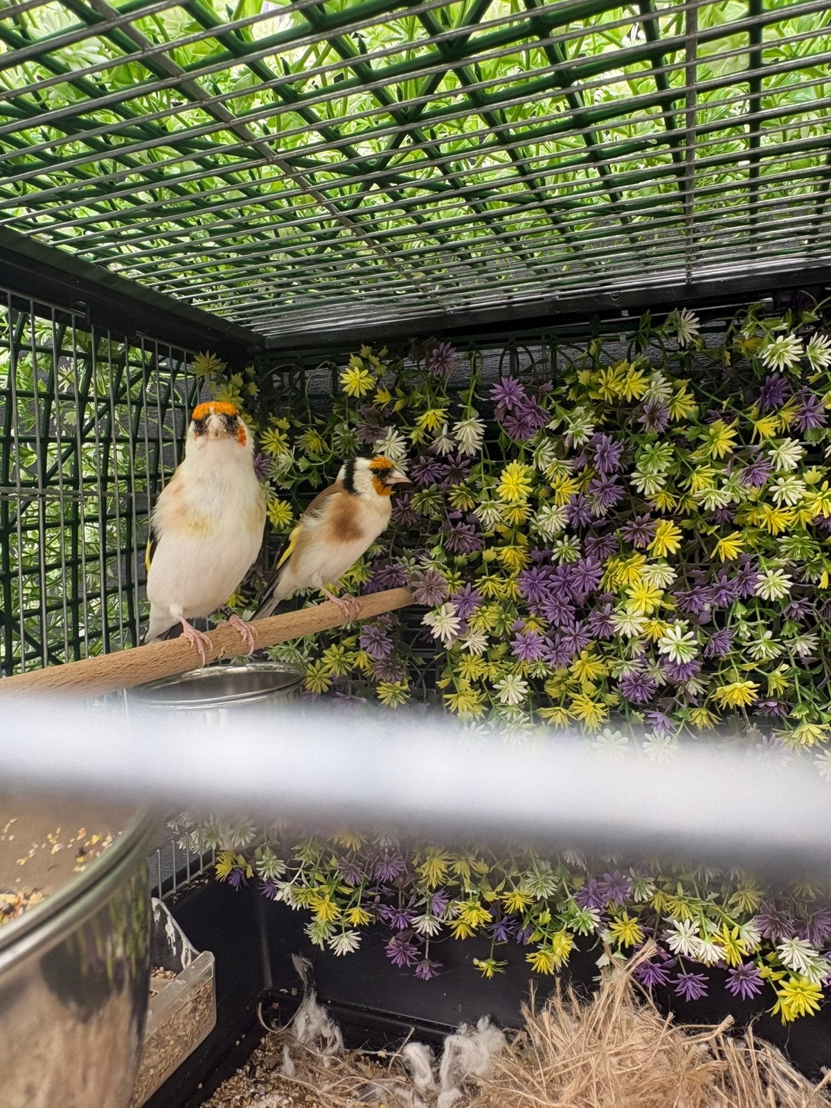Koppel Majoor putter scarpatie witkil, Meerdere dieren, Wildzangvogel, Geringd