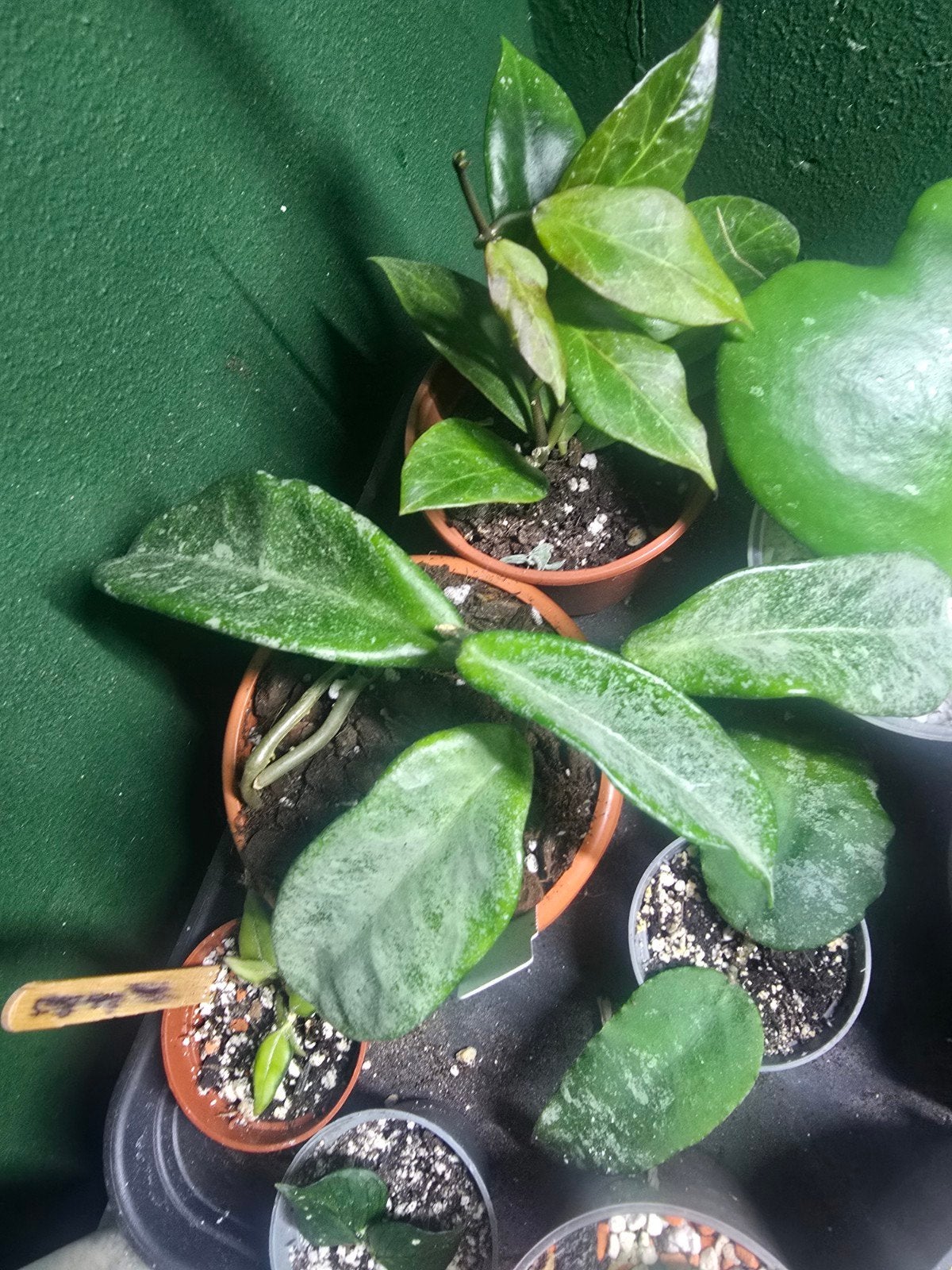 Hoya Nova Ghost kamerplant, Huis en Inrichting, Ophalen of Verzenden, Halfschaduw, Minder dan 100 cm