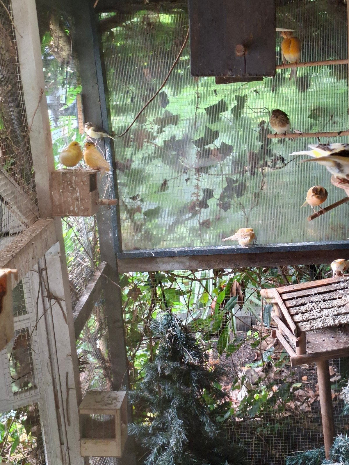 jongen kanarie, Dieren en Toebehoren, Meerdere dieren, Kleurkanarie
