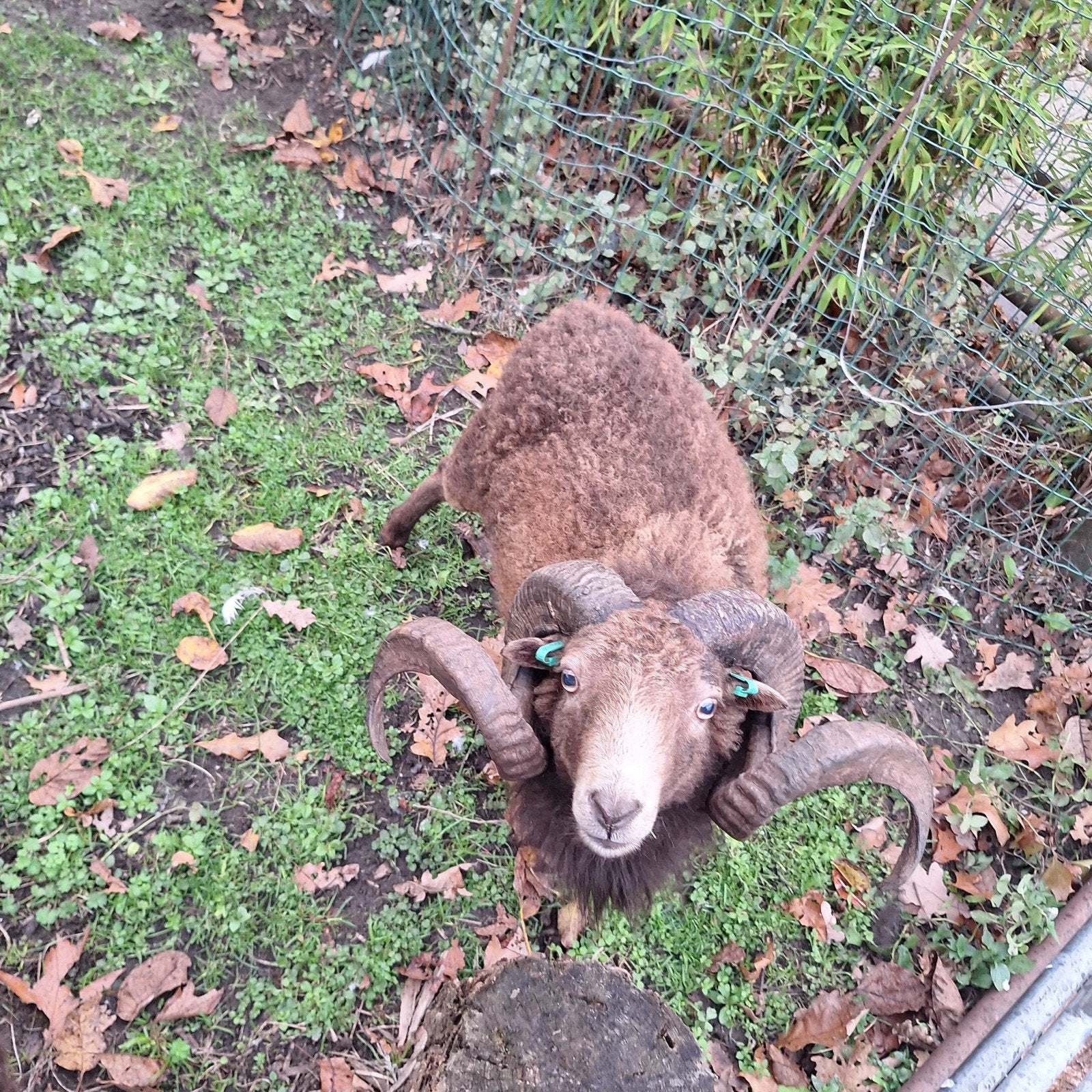 stamboek dek ram, oussant, te koop