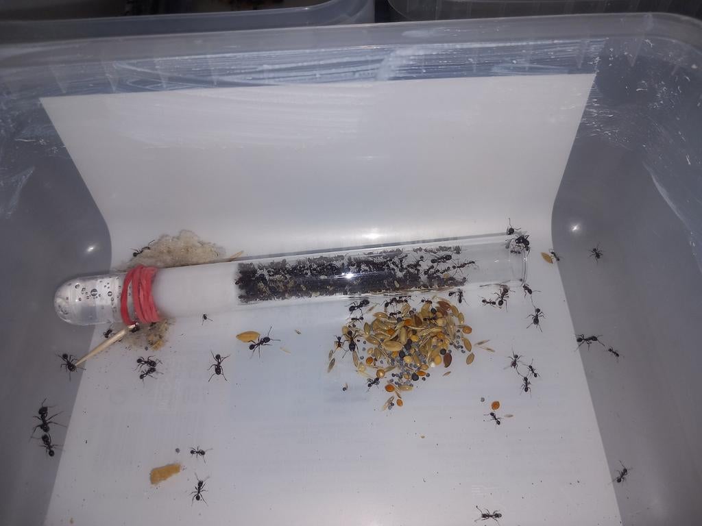 Messor ibericus 2q 100-200w | mieren ants mierenkolonie, Dieren en Toebehoren, Insecten en Spinnen, Mieren