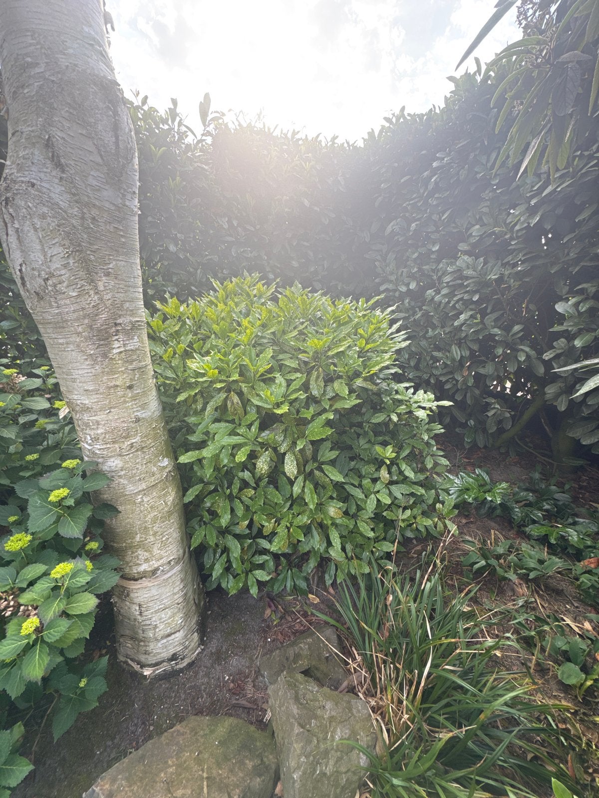 Japanse Aucuba (Aucuba japonica) - Groenblijvende struik, Vaste plant, Bloeit niet, Halfschaduw, Ophalen