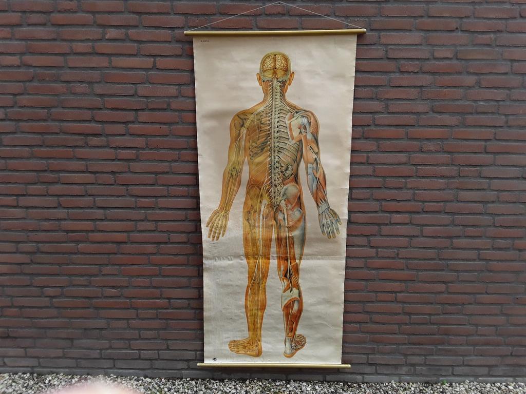 Atanomisch vintage  schoolplaat menselijk lichaam, Ophalen of Verzenden