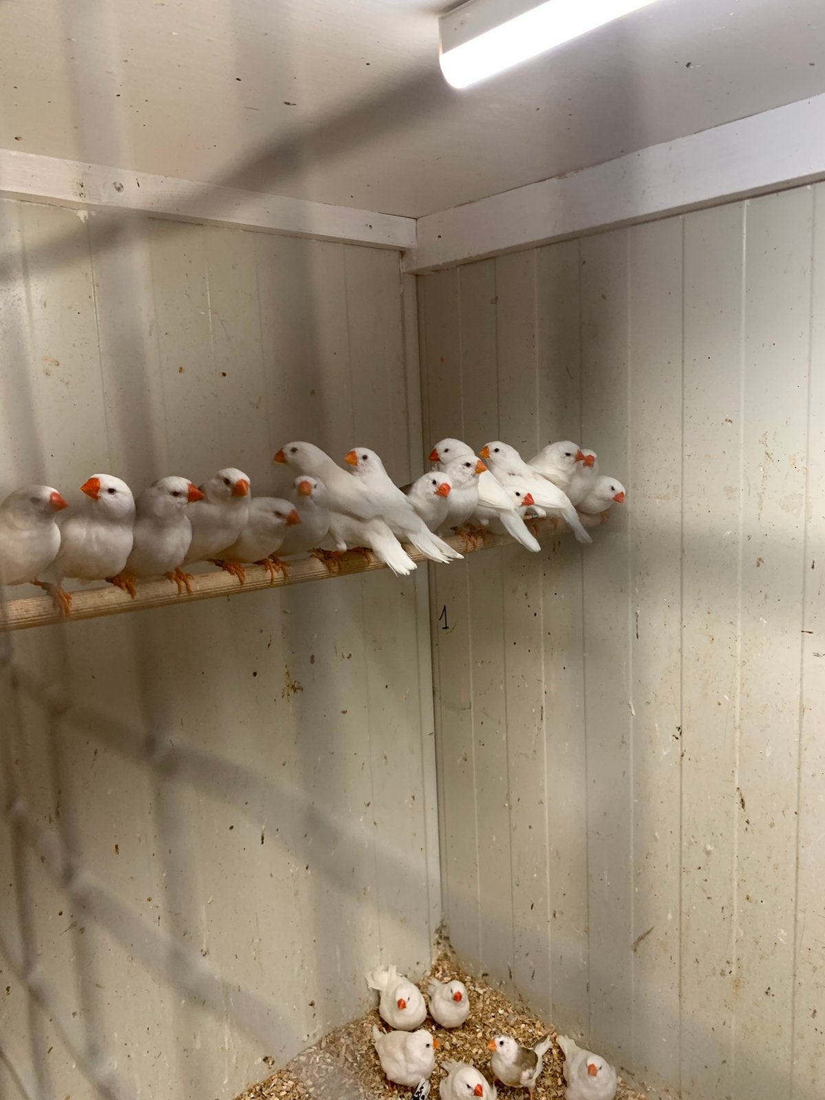 Grote zebravinken, Meerdere dieren, Tropenvogel, Geringd