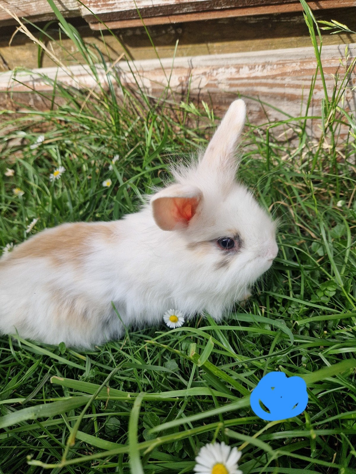 Jong konijntje ram, Dieren en Toebehoren, Konijnen, Mannelijk, Dwerg, 0 tot 2 jaar