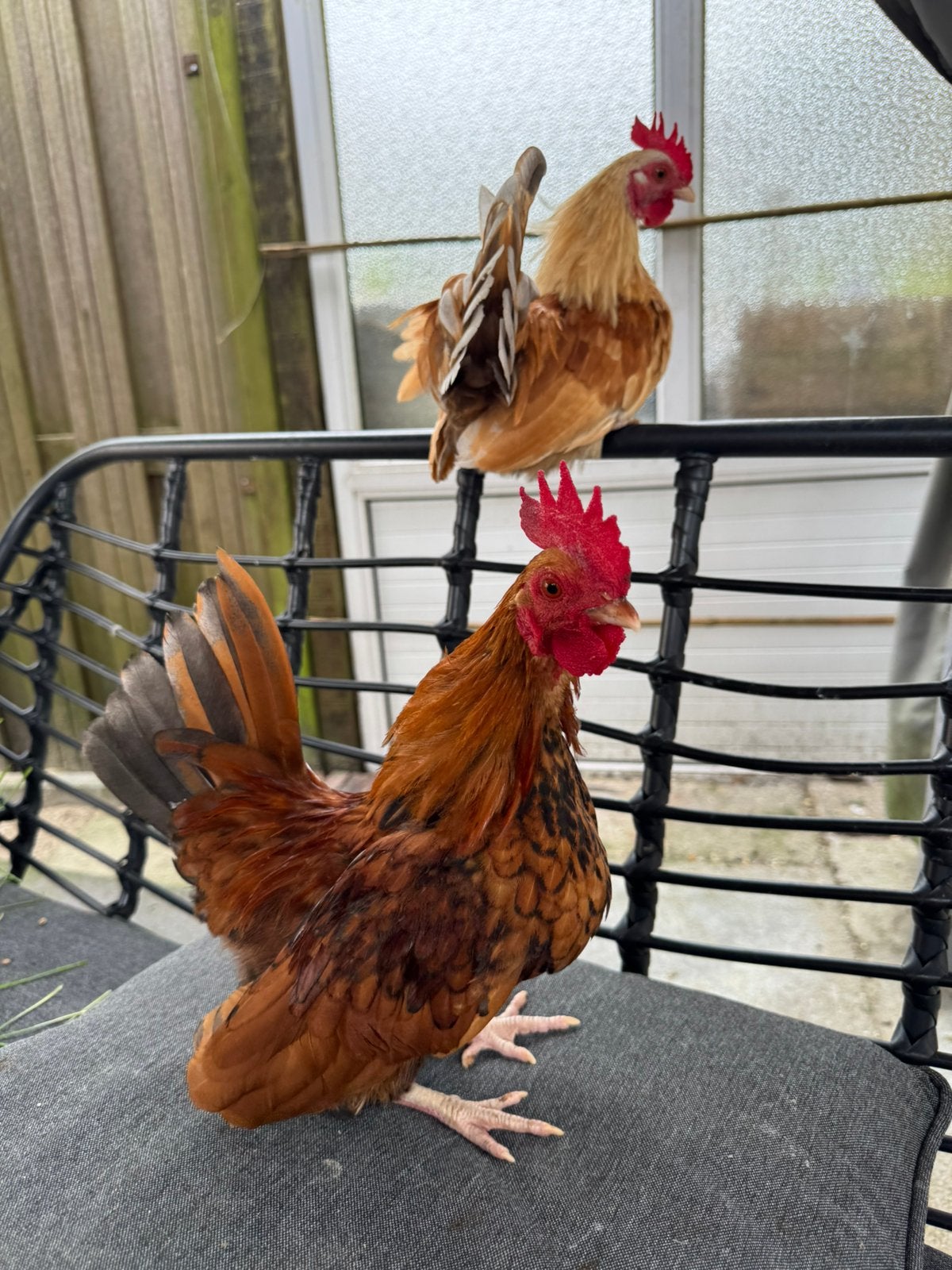 Tamme Serama haantjes, Dieren en Toebehoren, Mannelijk, Kip