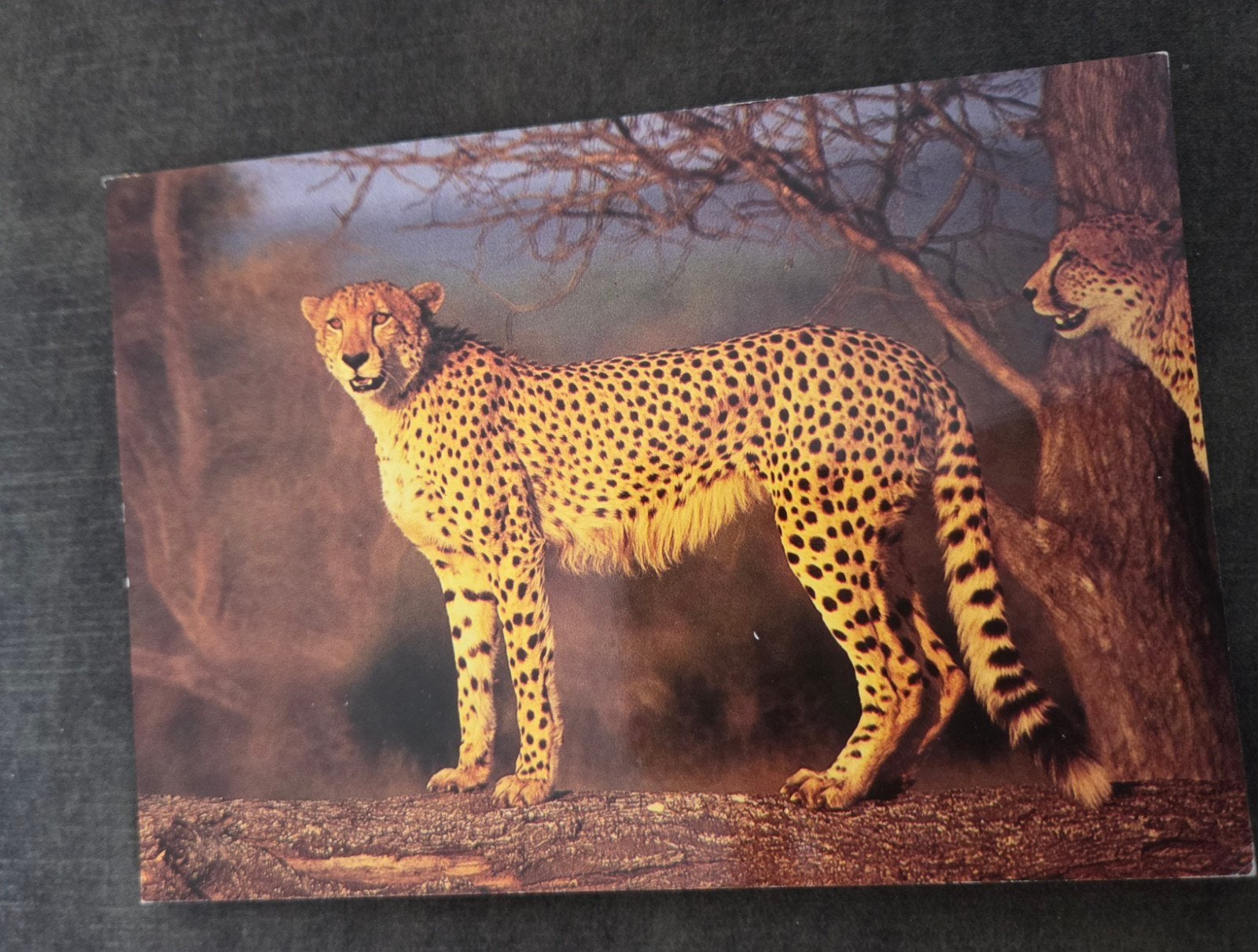 Vintage Ansichtkaart: Cheeta in Zuid-Afrika (1987), Verzenden, 1980 tot heden, Gelopen, Buiten Europa