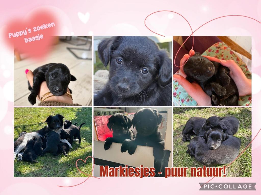 Markies pup - puppy's - reutjes - unieke kans!, 8 tot 15 weken, Meerdere, Nederland, Particulier