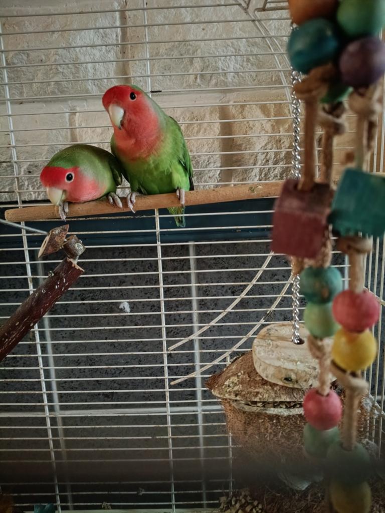 Agapornis koppeltje mannetje vrouwtje met veel extra,s, Dieren en Toebehoren, Vogels | Parkieten en Papegaaien, Dwergpapegaai of Agapornis