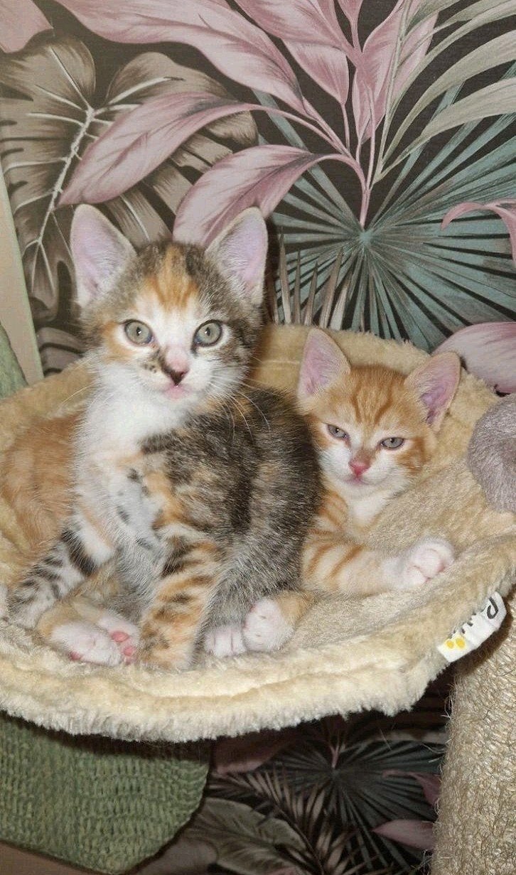 Britse kittens,kruising Papa Britse langhaar Mama Ragdoll EK, Dieren en Toebehoren, Katten en Kittens | Overige Katten, Meerdere dieren