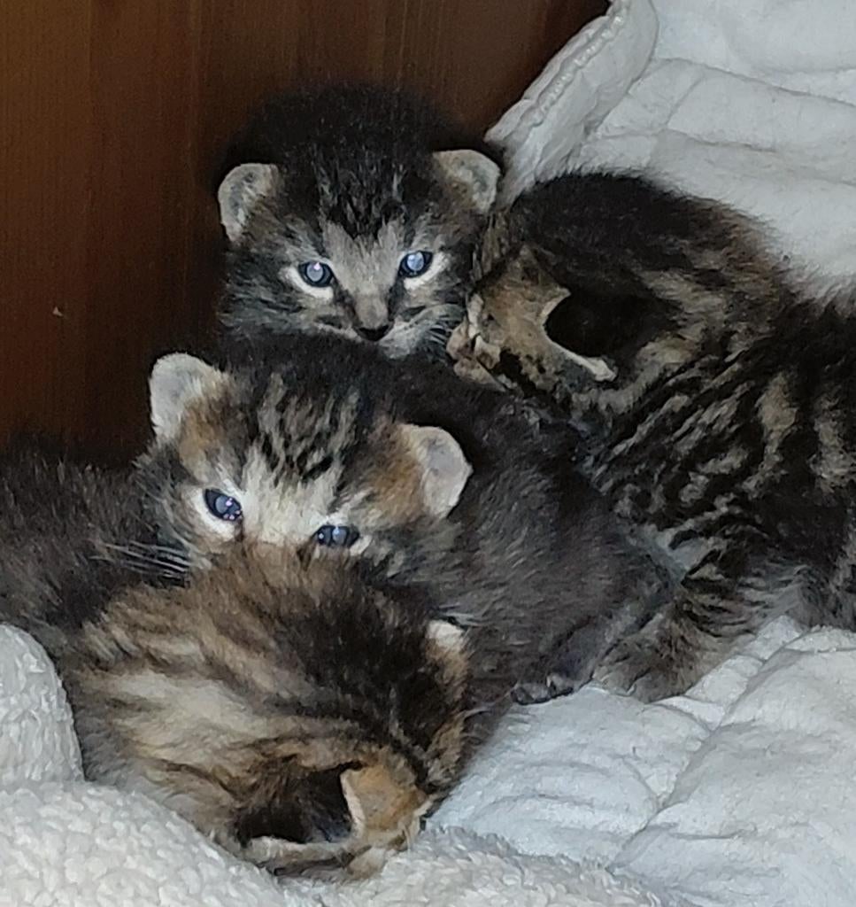 Mooie kittens Brits x europese korthaar, Dieren en Toebehoren, Katten en Kittens | Raskatten | Korthaar, Meerdere dieren, Ontwormd