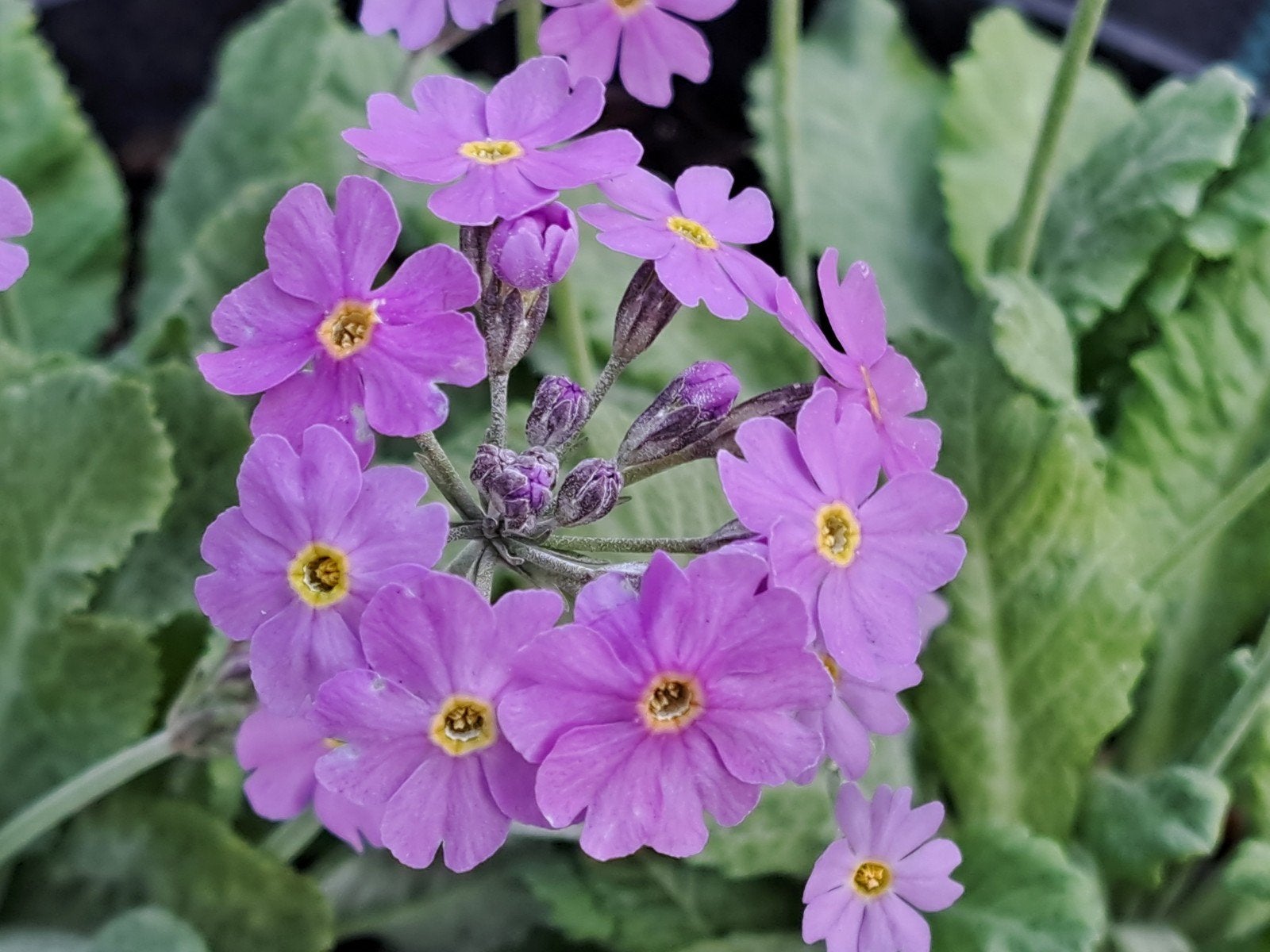 Zaden primula frondosa oogst 2026, Verzenden, Volle zon